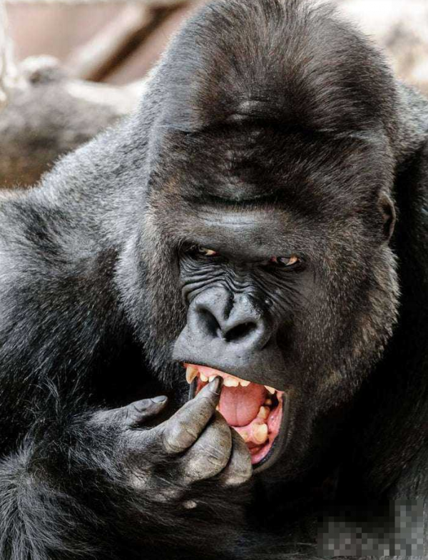 猩猩呲牙图片搞笑图片