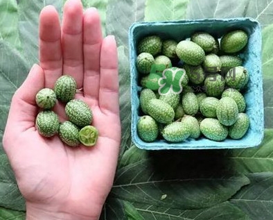 世界上最小西瓜是拇指西瓜吗？世界上最小西瓜带皮吃吗