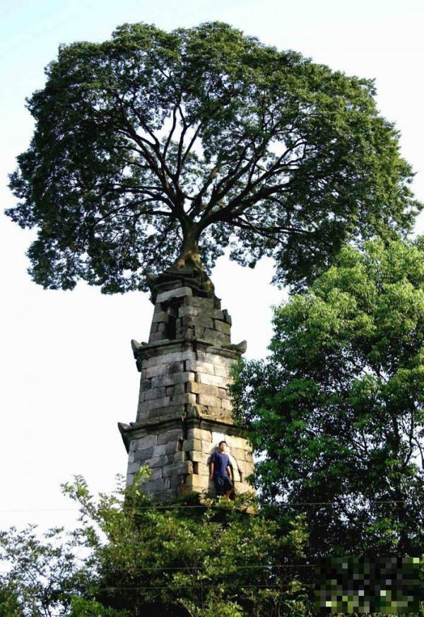 >近四百年古塔塔顶长出大树，村中老人说是大凶之兆