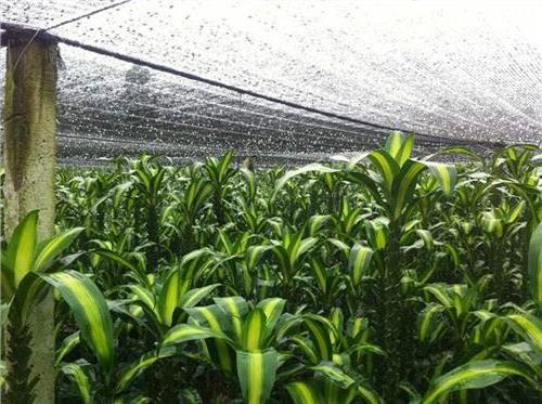 水养富贵竹的养殖方法和注意事项 水养富贵竹怎么养