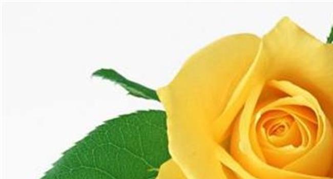 【黄玫瑰图片大全】主旋律影片《黄玫瑰》将于5月在全国上映