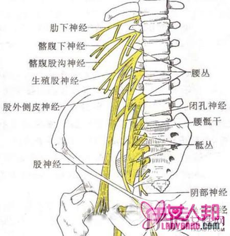 >继发性坐骨神经痛症状  缓解三大疼痛症状