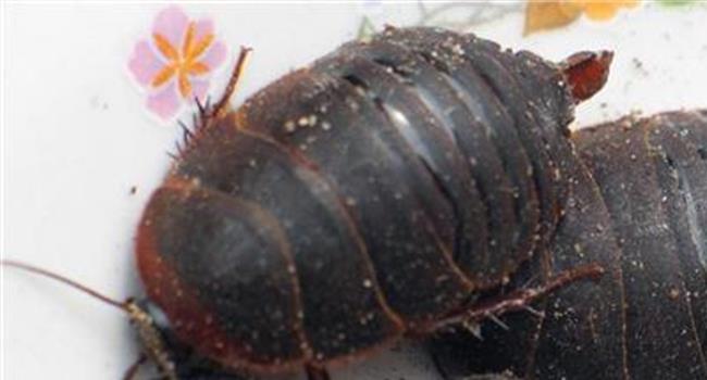 【土鳖虫吃什么】土鳖虫怎么吃效果最好 吃土鳖虫有什么危害