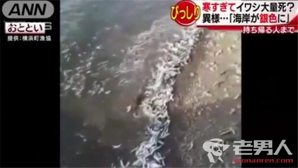 日本海岸诡异现象  大量沙丁鱼尸体图片曝光