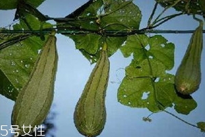 >八棱瓜的种植时间季节 八棱瓜怎么种植