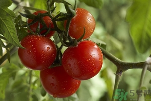 西红柿的热量高吗?一个西红柿的热量是多少