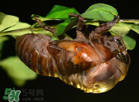 蝉蛹里面黑色的能吃吗？蝉蛹是怎么形成的