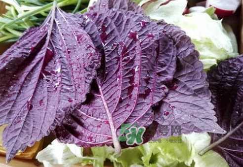 紫苏叶的营养价值_紫苏叶的功效与作用及食用方法