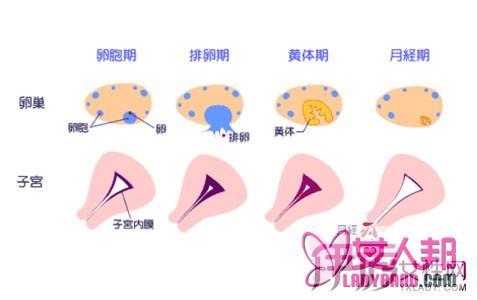 卵泡期是否属于安全期 四大问题让你了解卵泡期