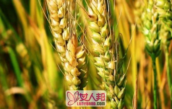 >大麦的功效与作用及食用方法