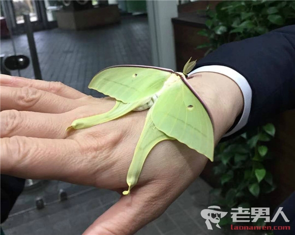 上海自然博物馆绿尾大蚕蛾 破茧成蝶全过程曝光