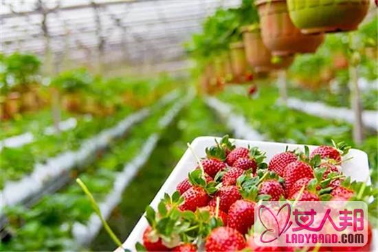 >草莓的食用禁忌 草莓的营养价值