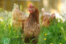 禽流感可以吃熟鸡吗？禽流感期间能吃熟鸡吗？