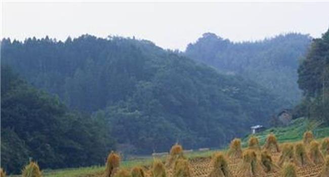 【花草茶批发市场哪里有】除春困 叹一杯花草茶搭配有讲究