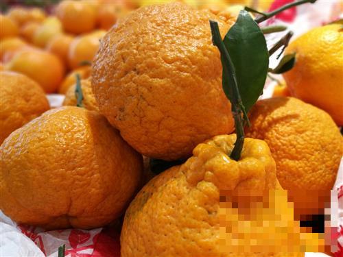 >丑橘的营养知识