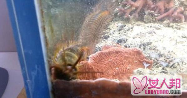 男子家中鱼缸藏近1米大虫 外形像蜈蚣