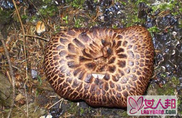 >新疆野生蘑菇图片和种类