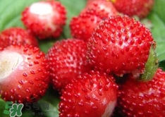 蛇莓是什么？蛇莓和覆盆子的区别