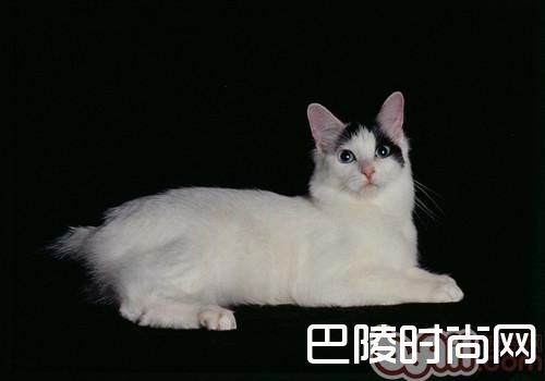 日本短尾猫价格及智商 日本短尾猫好养吗多少钱一只
