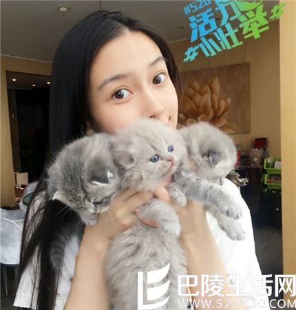 >杨颖和她的猫图片欣赏 公开晒宠物却遭炮轰