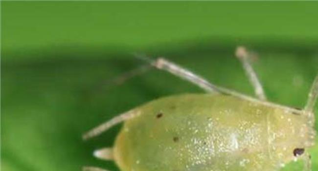 【治理蚜虫最简单的方法】最快消灭蚜虫的方法是什么