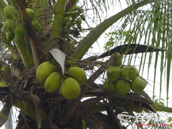 >海南最受欢迎十种热带水果 去旅游必吃