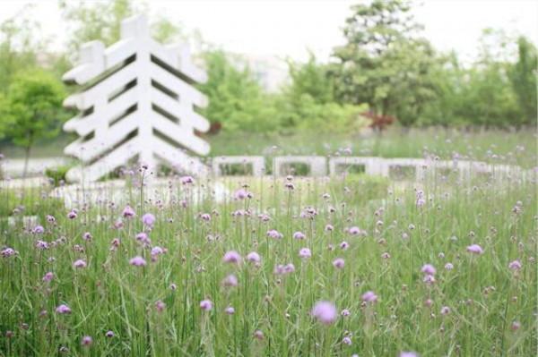 >苗华上将 紫色马鞭草开遍上海华师大校园盛花期将在6月份