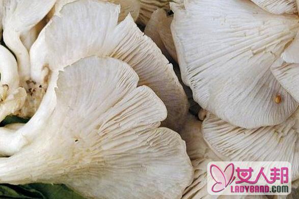 >凤尾菇如何做好吃 凤尾菇的功效与吃法