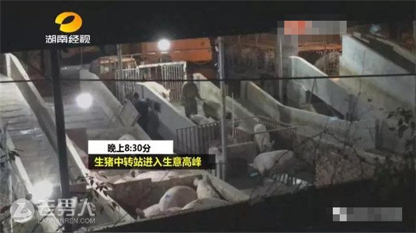 灌泥浆猪增重20斤 一车生猪多赚上万元