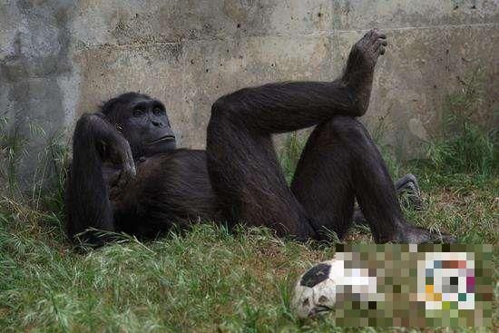 >涨姿势！研究人员发现黑猩猩也会“投桃报李”