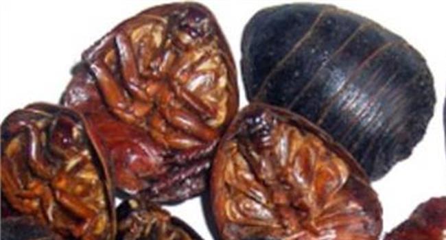【长期吃土鳖虫的副作用】土鳖虫的副作用有哪些