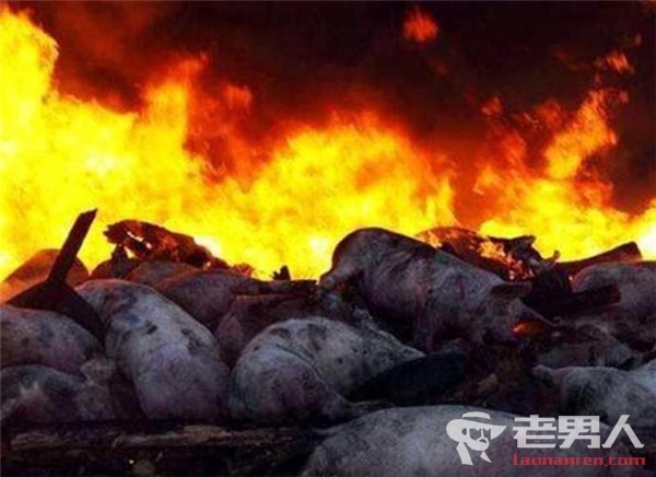 安徽芜湖发生一起非洲猪瘟疫情 已扑杀379头发病猪