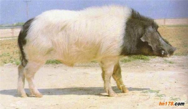 >黄路生地址 黄路生院士:地方猪种将是猪业的重要财富和发展动力