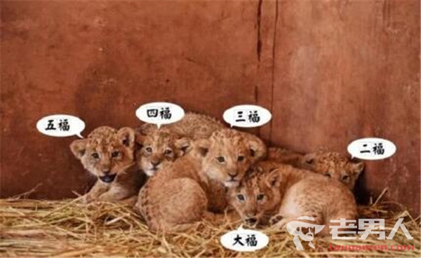 >昆明动物园五胞胎非洲狮亮相 活泼好动呆萌可爱