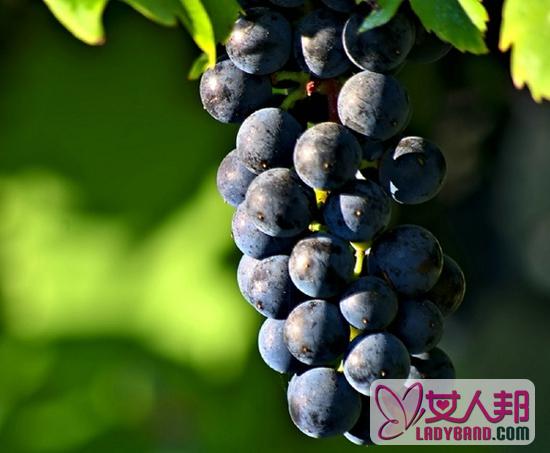 蓝莓的功效 蓝莓的七种常见吃法