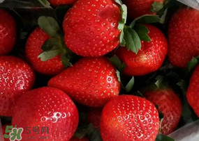 奶油草莓多少钱一斤？奶油草莓价格