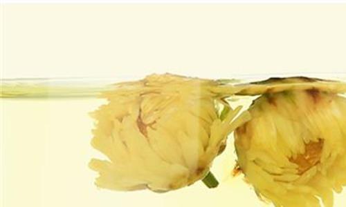 胎菊的功效 胎菊花茶的功效作用与禁忌