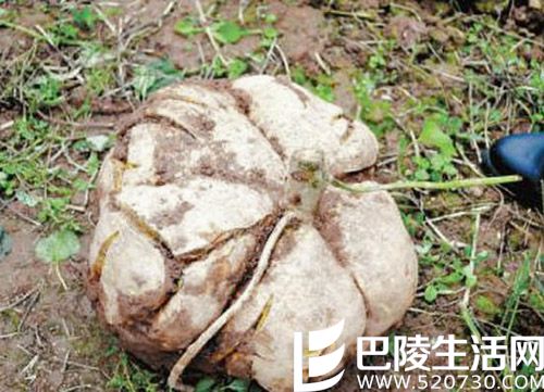 农民种出25斤巨型红薯原因 红薯的营养价值揭秘