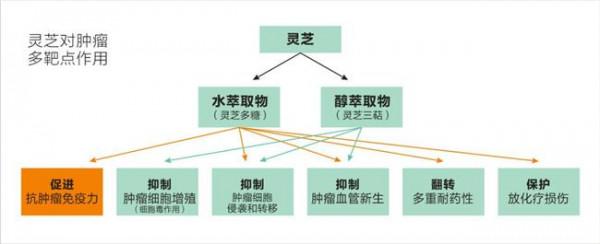 生物肿瘤崔建华 生物多糖抗肿瘤作用机制研究进展 pdf