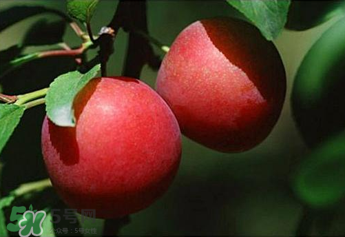 黄桃和水蜜桃哪个好吃？黄桃和水蜜桃的区别