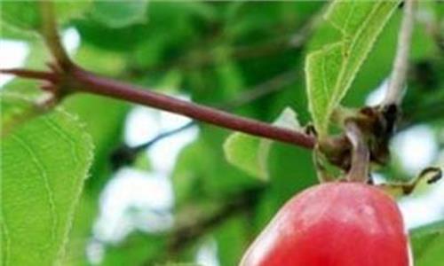 杈杷果种植技术 杈杷果发展种植的经济价值和栽培技术