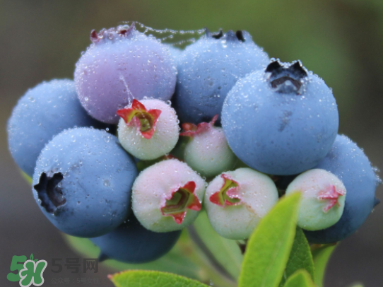 >蓝莓是酸的还是甜的？蓝莓是甜的还是酸的？