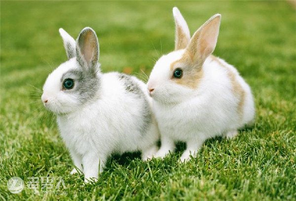 四川人为什么爱吃兔兔  “无兔不成席”年售近3亿只