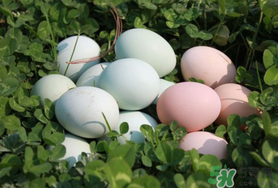 绿壳鸡蛋多少钱一个？绿壳鸡蛋多少钱一斤？