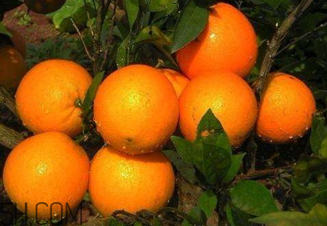 冰糖橙可以放多久 冰糖橙怎么保存