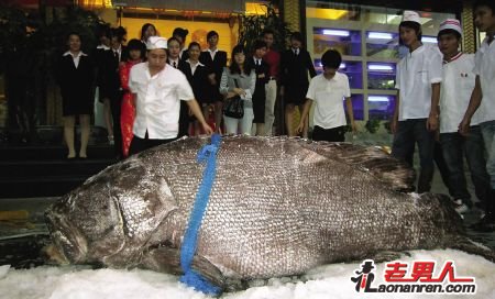 >福州惊现超大石斑鱼 体重近1吨【图】