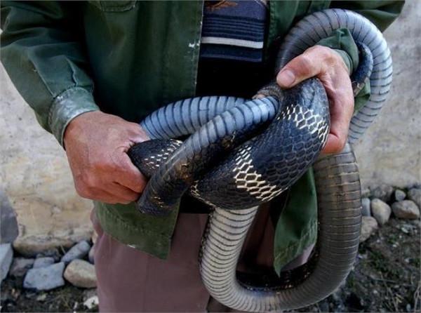 >【广西40斤眼镜王蛇】广西抓到眼镜王蛇是不是真的？