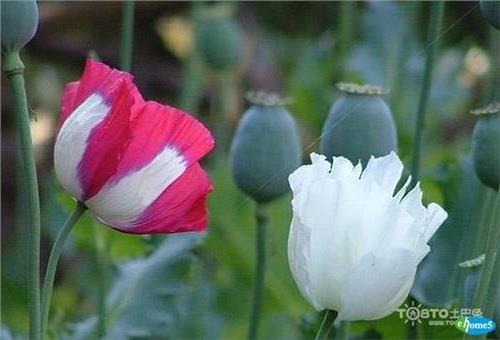 【罂粟花图片大全】罂粟花的养殖方法介绍