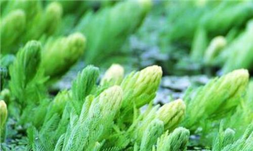 金鱼藻是什么植物:是一种沉水性多年生水草