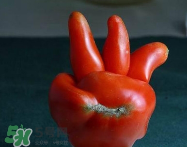 >西红柿怎么吃最有营养？西红柿怎么做好吃